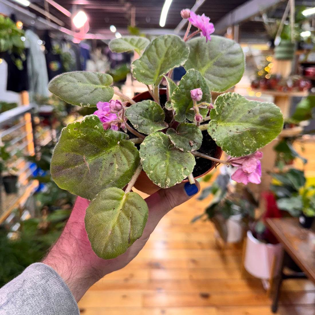 African Violet Cajun Popcorn