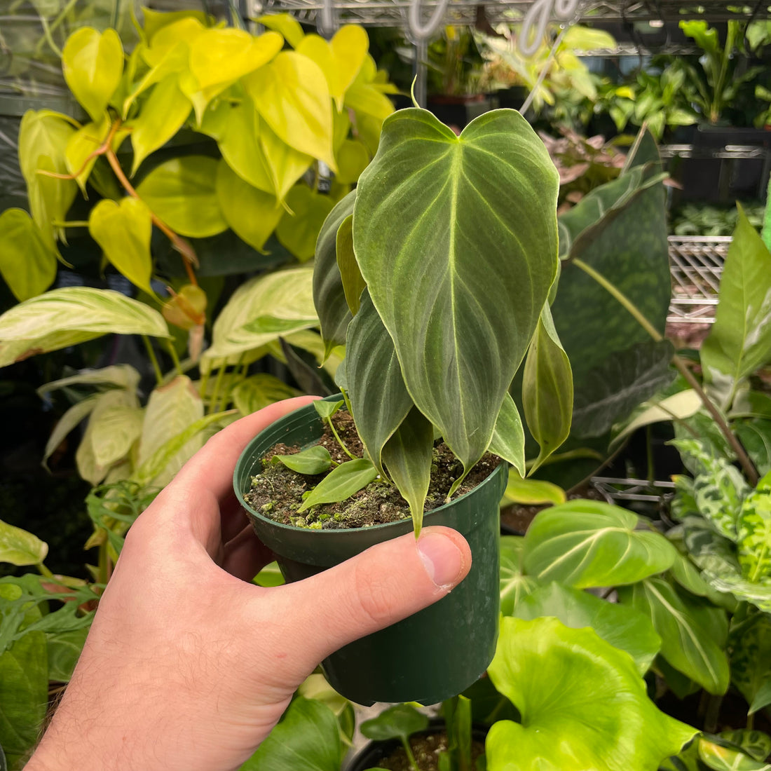 Philodendron Glorious