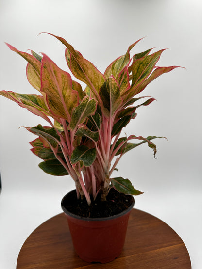 Aglaonema Orange Siam