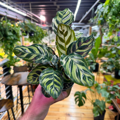 Calathea Makoyana