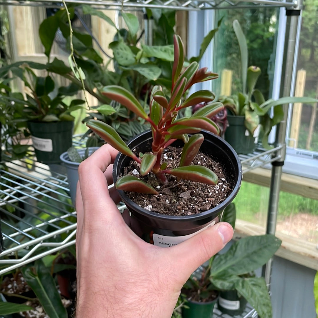 Peperomia Ruby Glow