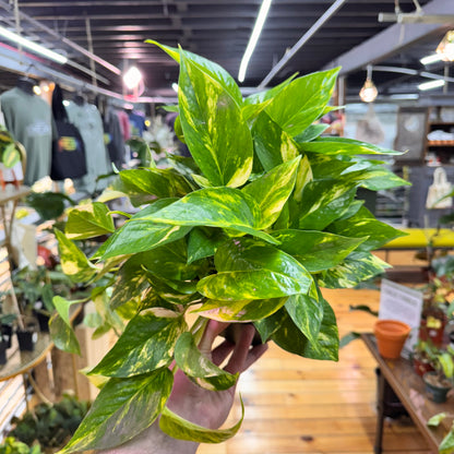 Pothos Golden