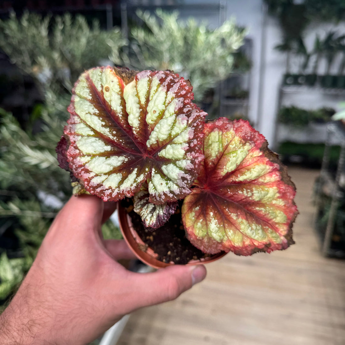 Begonia Fireworks