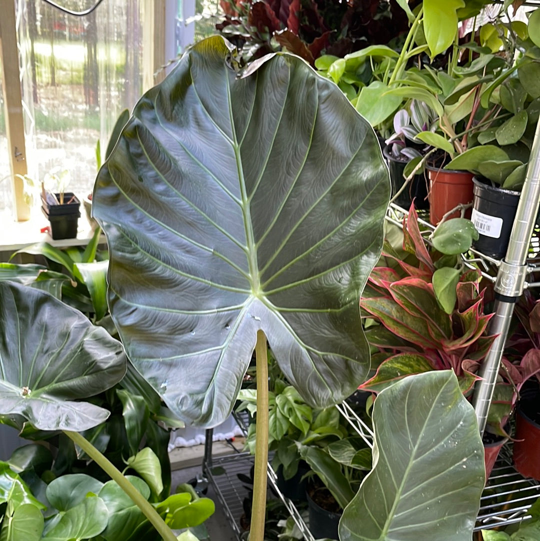 Alocasia Regal Shields