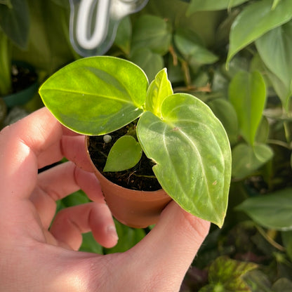 Anthurium Villenaorum