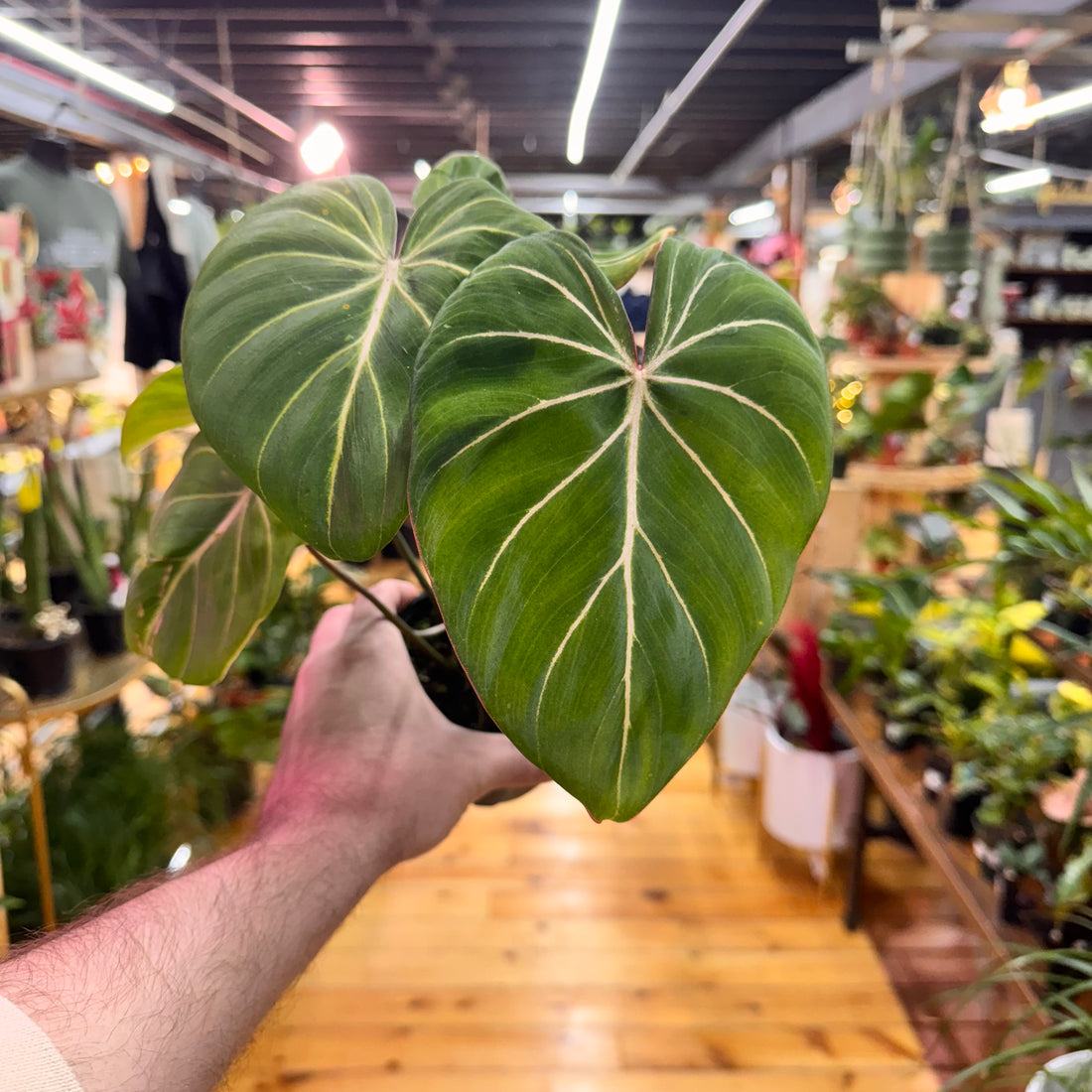 Philodendron Gloriosum