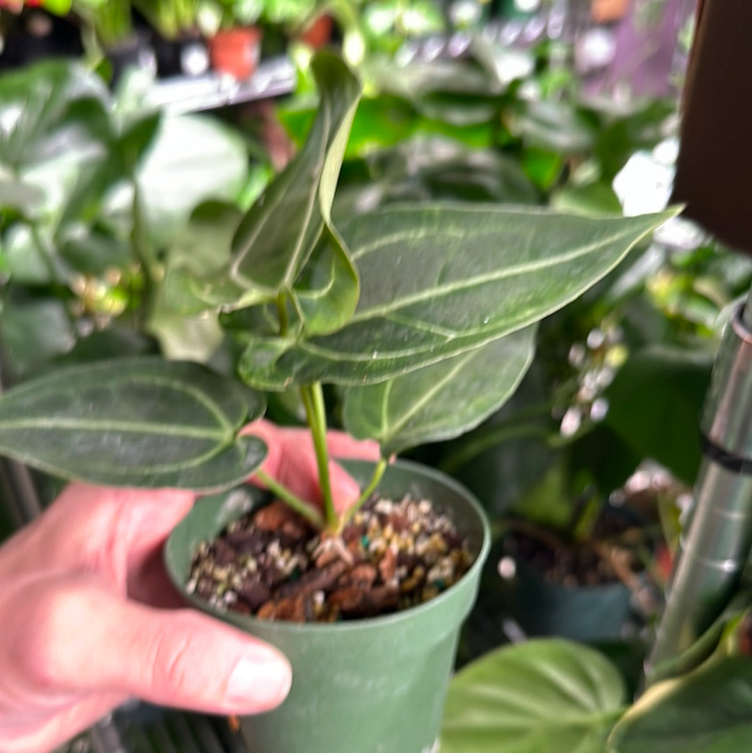 Anthurium Dark Magnificum x Ree Gardens Papillilaminum lo