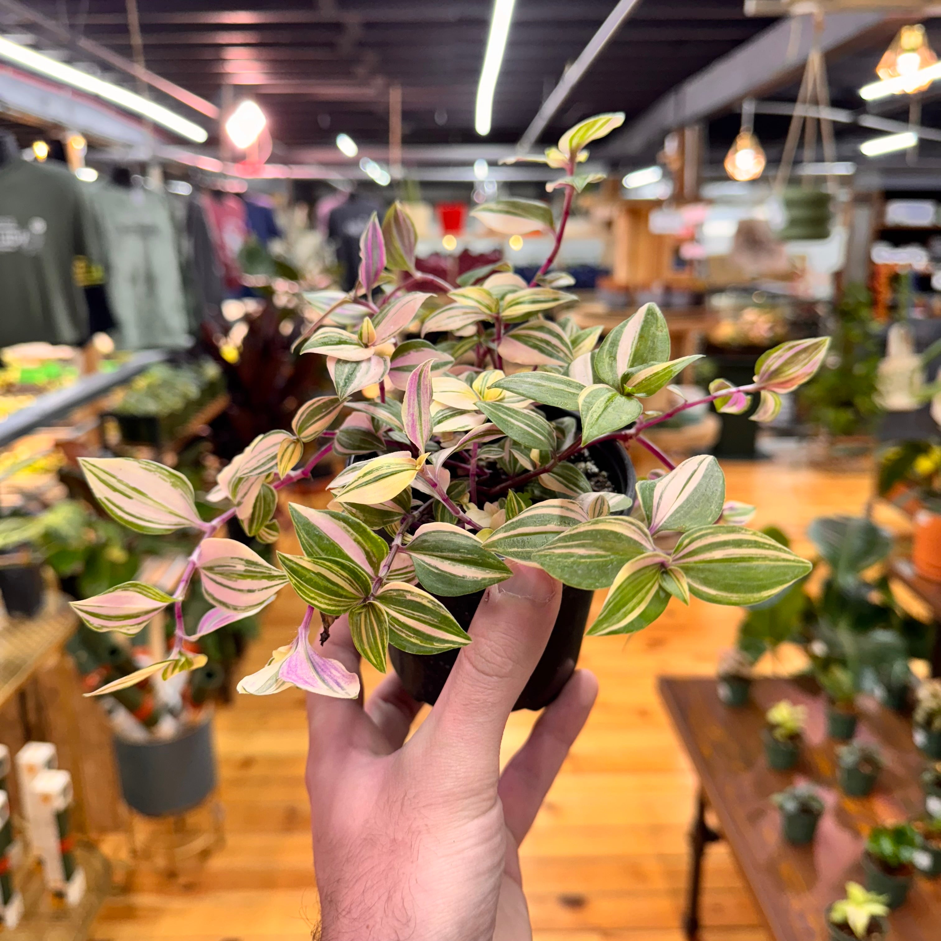 Tradescantia Tricolor