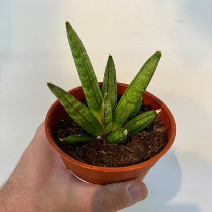 Sansevieria Hedgehog