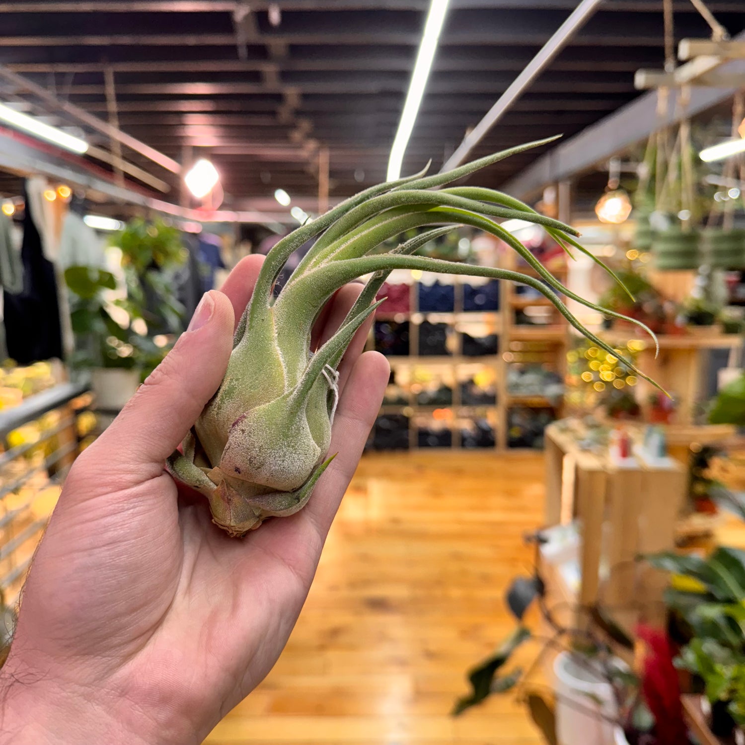 Seleriana Tillandsia Air Plant