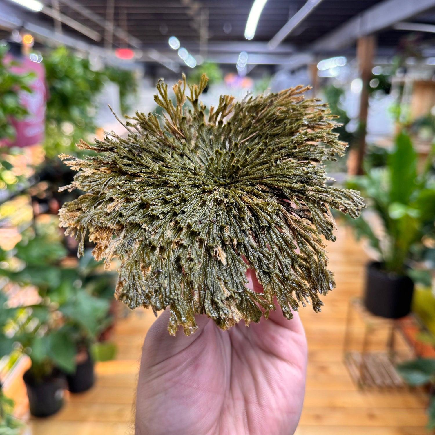 Resurrection Plant