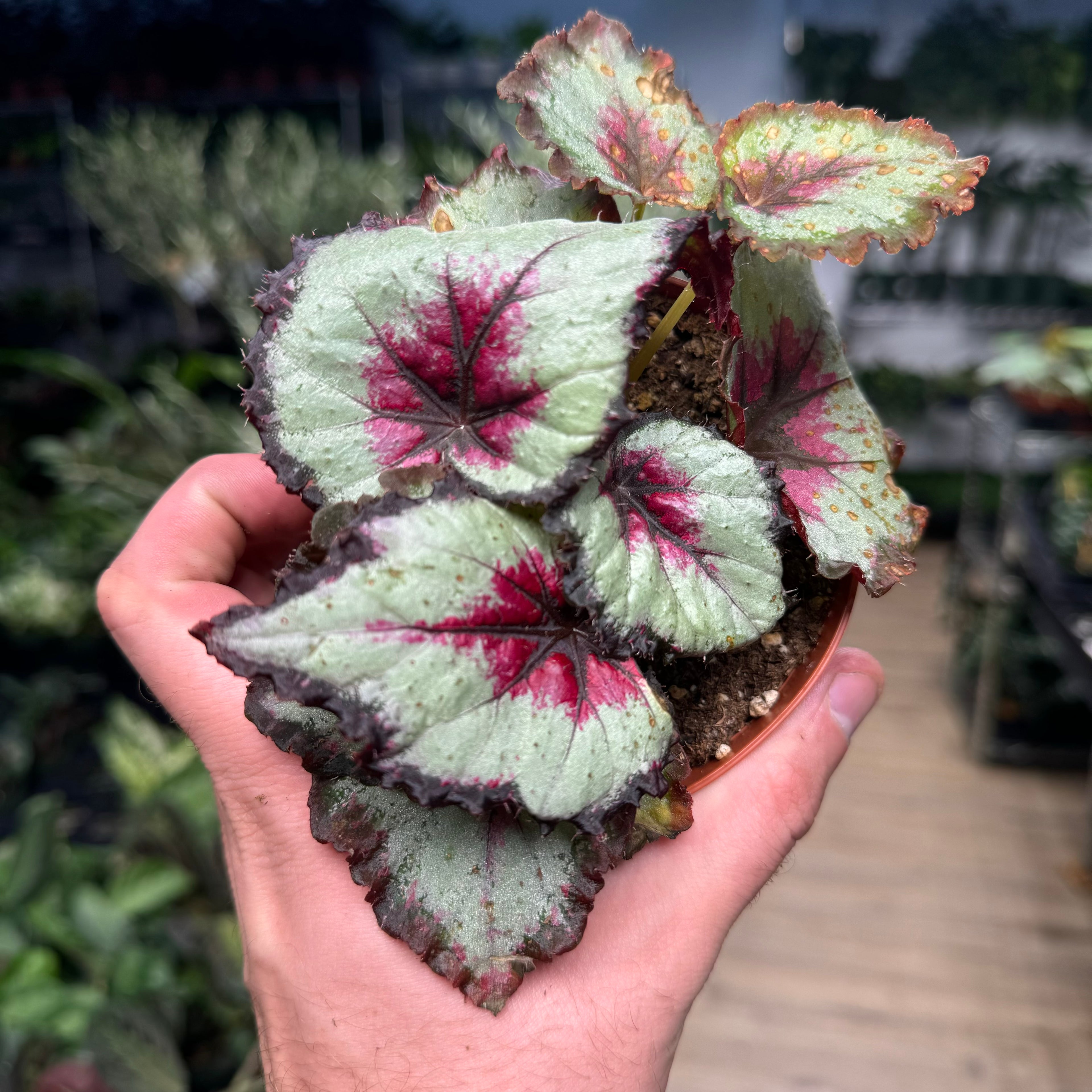 Begonia Harmony&