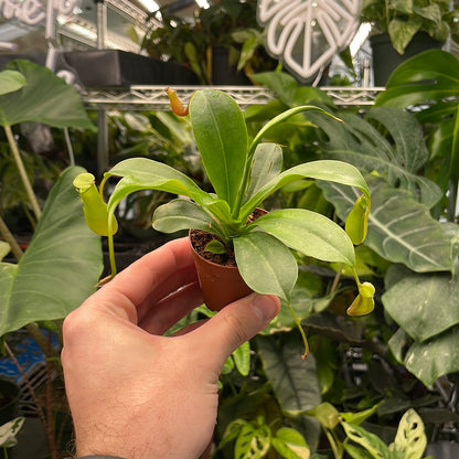 Nepenthes Pitcher Plant