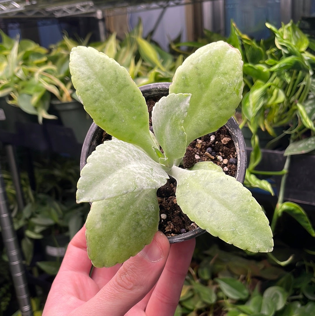 Kalanchoe Donkey Ears