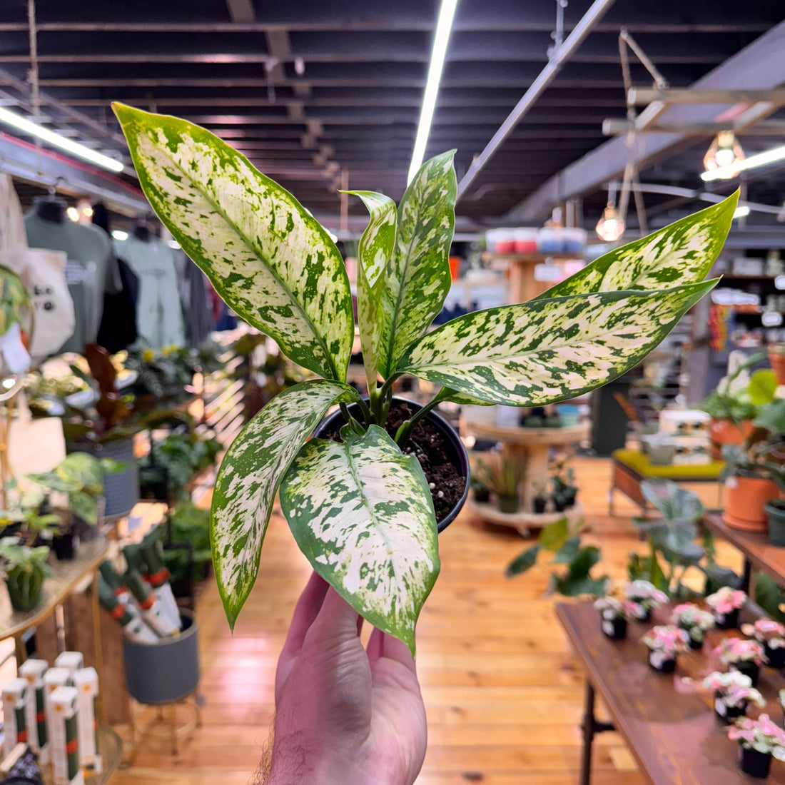 Dieffenbachia Star Bright