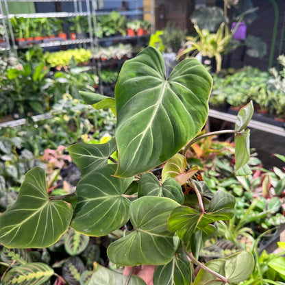 Philodendron Gloriosum