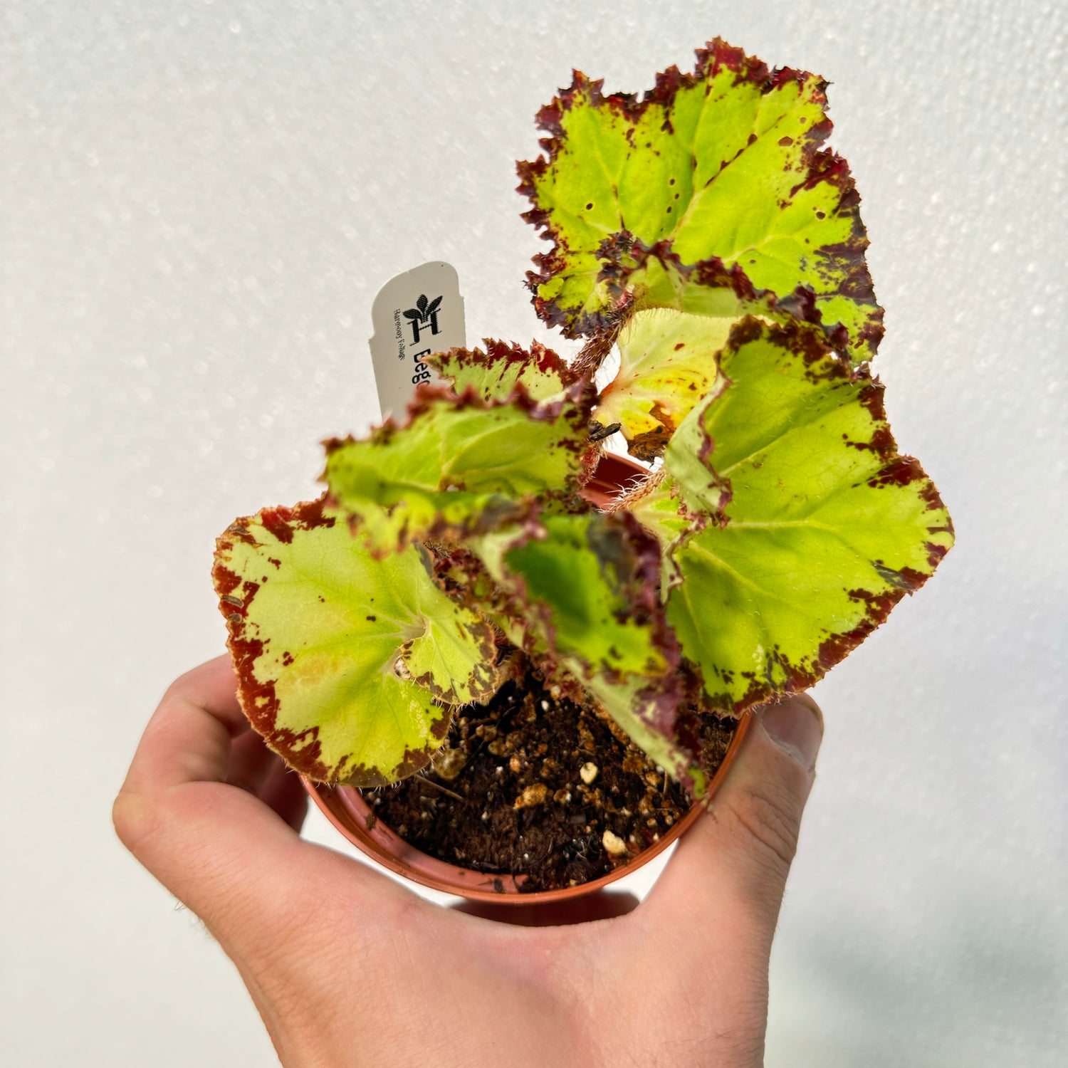 Begonia Samba