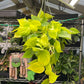 Philodendron Neon