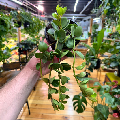 Peperomia Hope