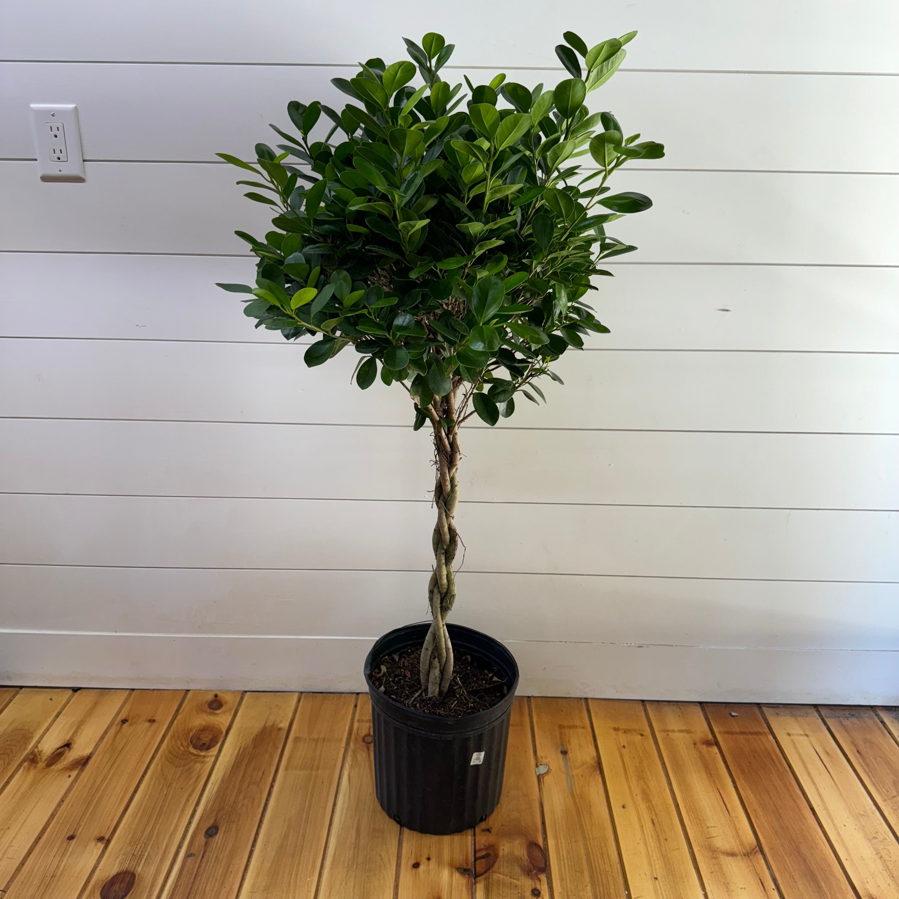 Ficus Daniella Braid