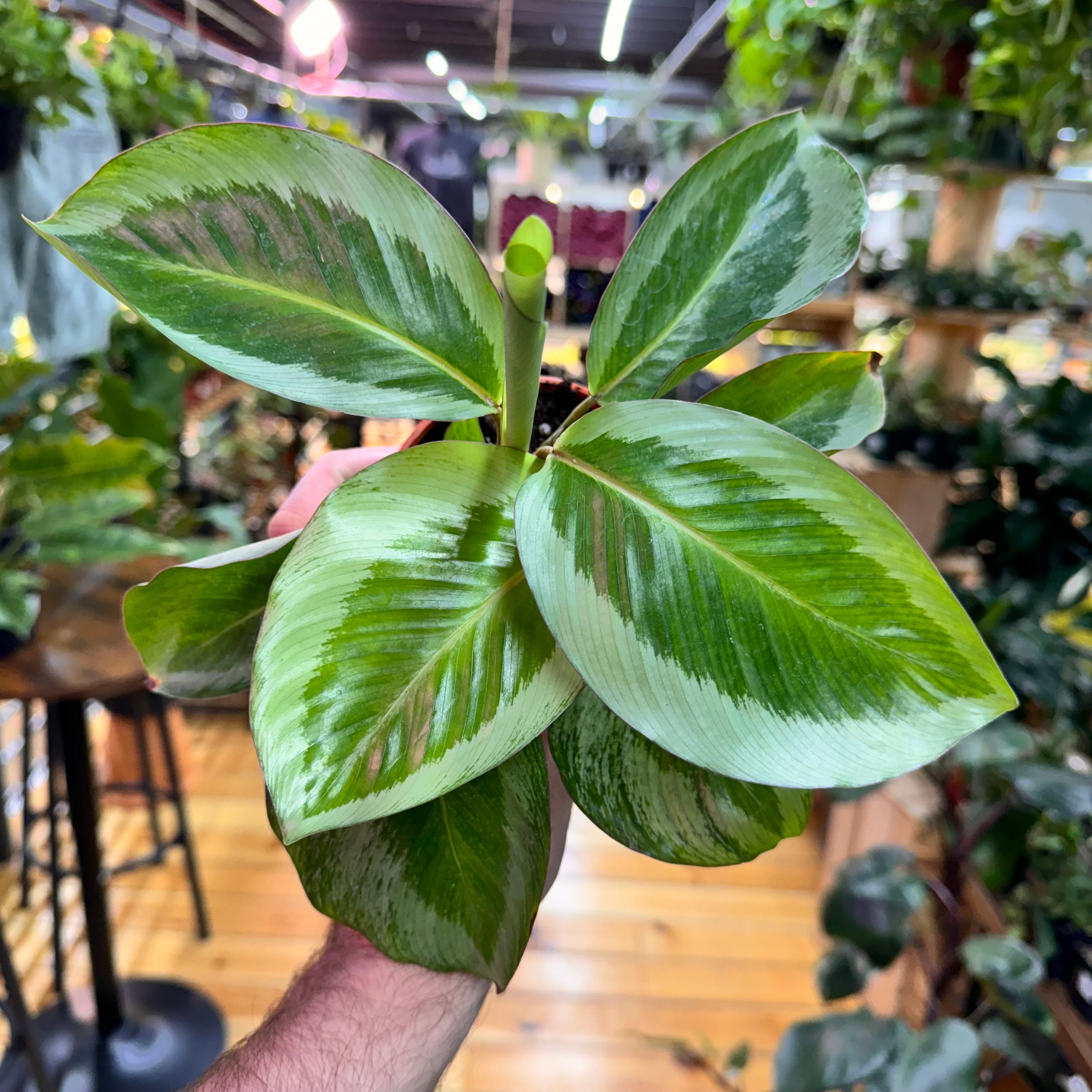 Calathea Gecko