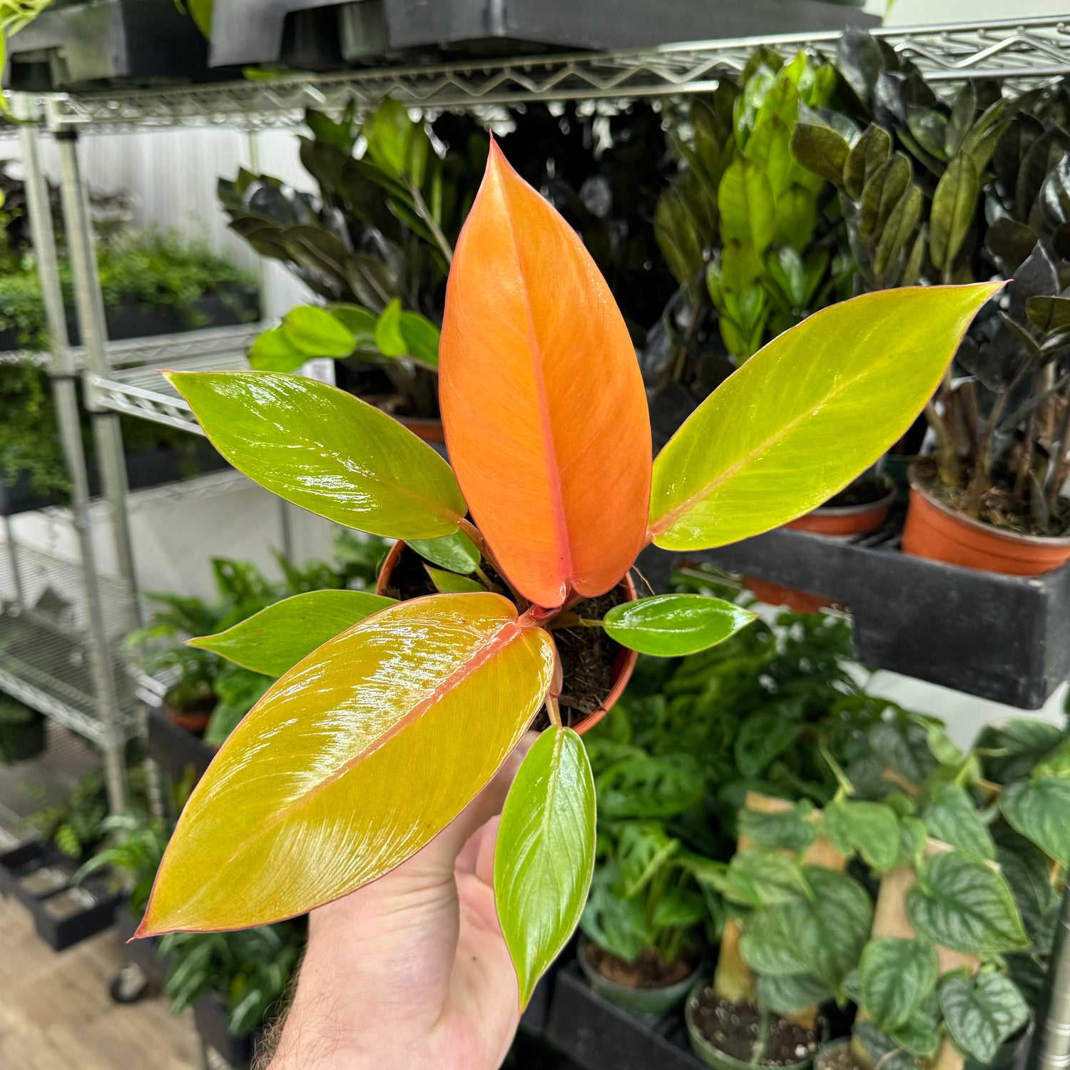 Philodendron Tangerine