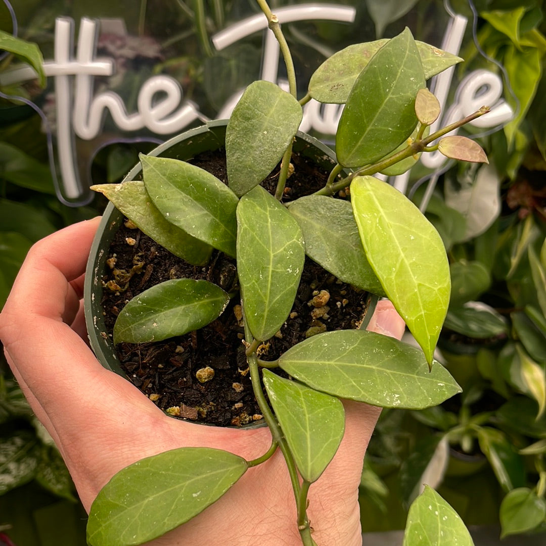 Hoya Lacunosa Big Leaf