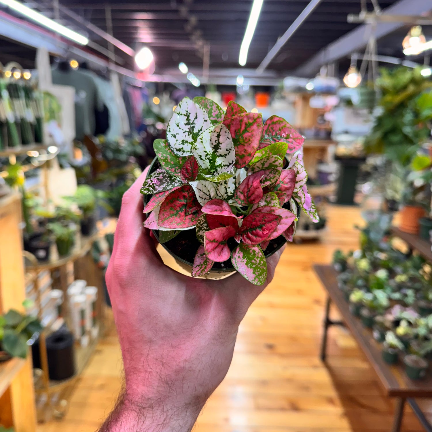 Hypoestes Polka Dot