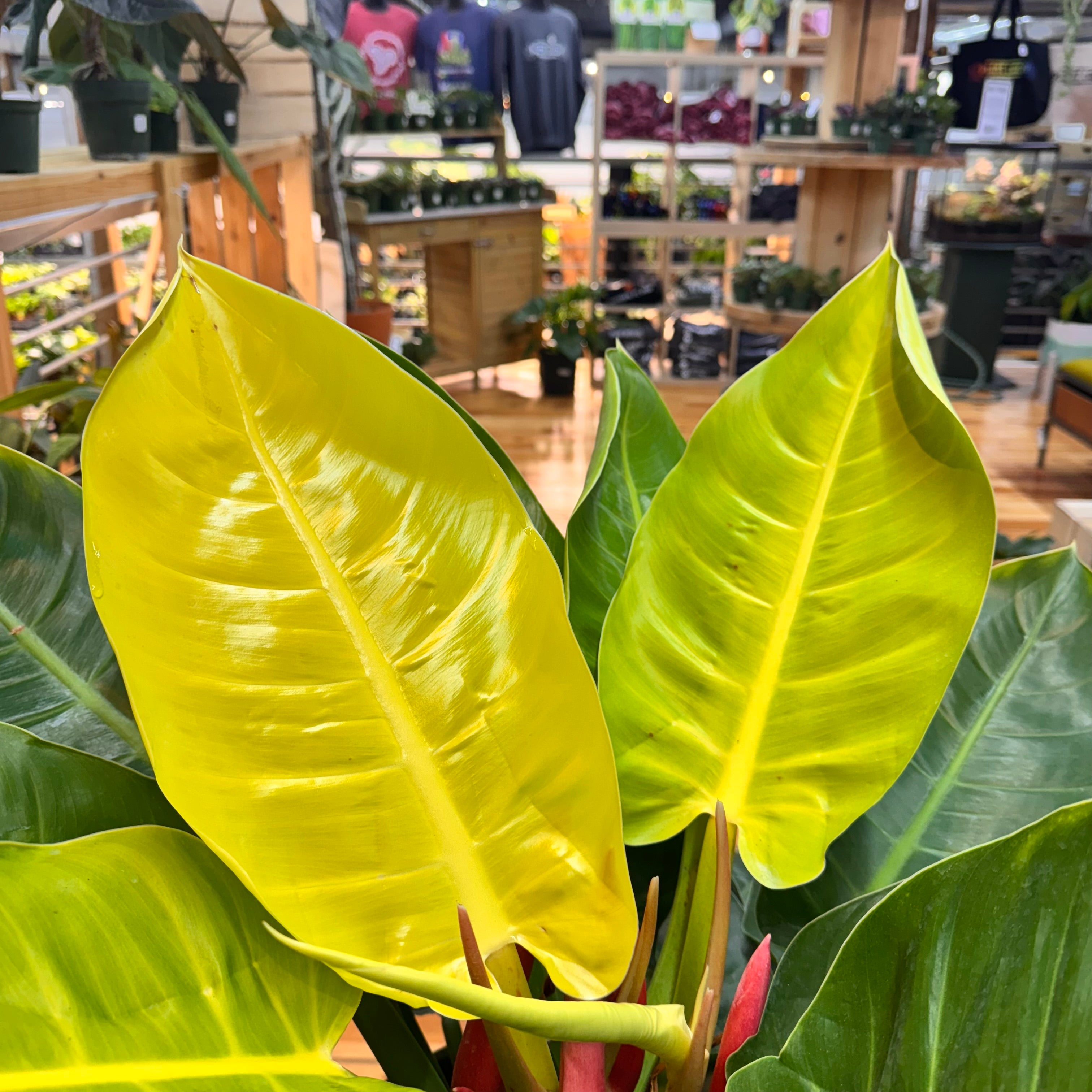 Philodendron Moonlight