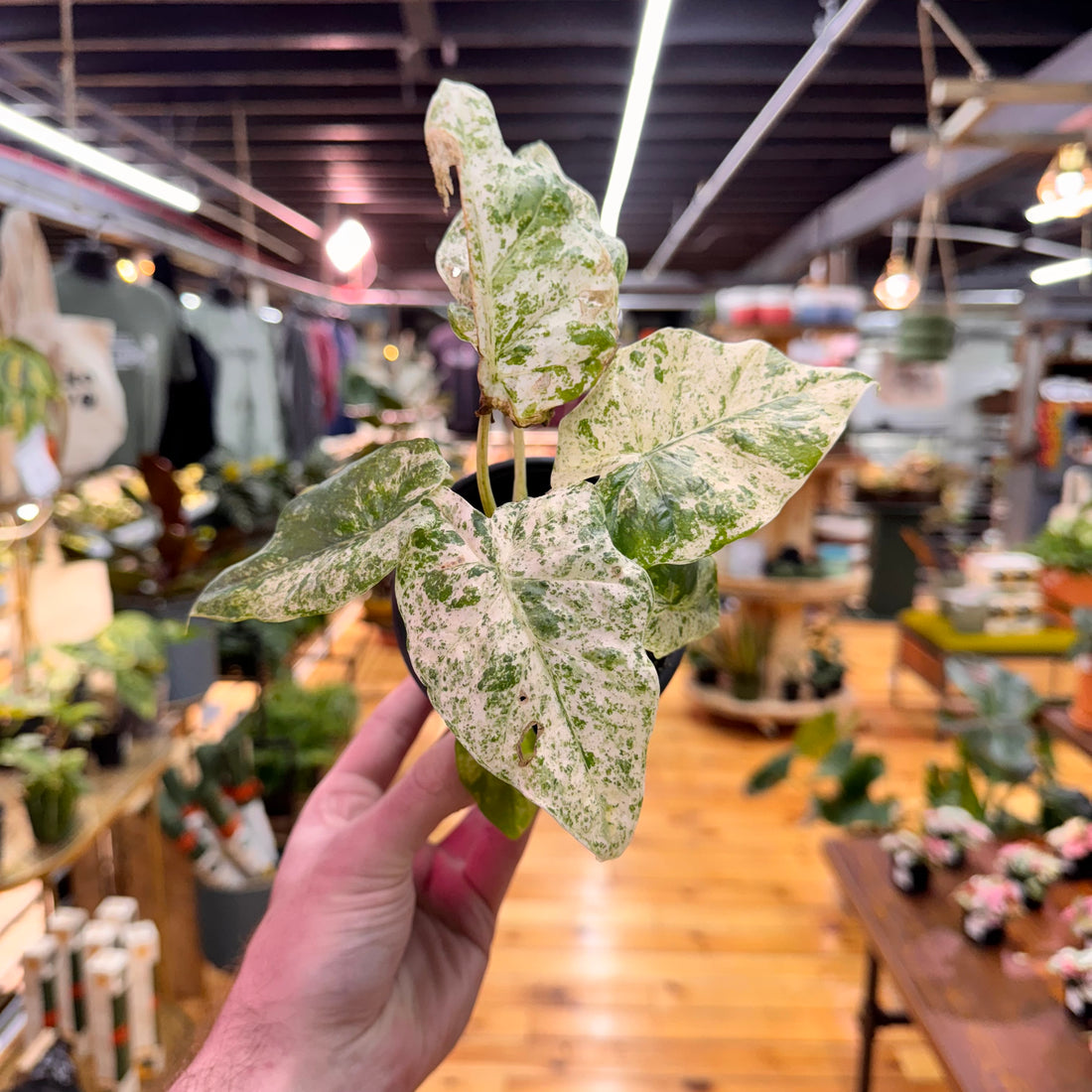 Alocasia Blizzard