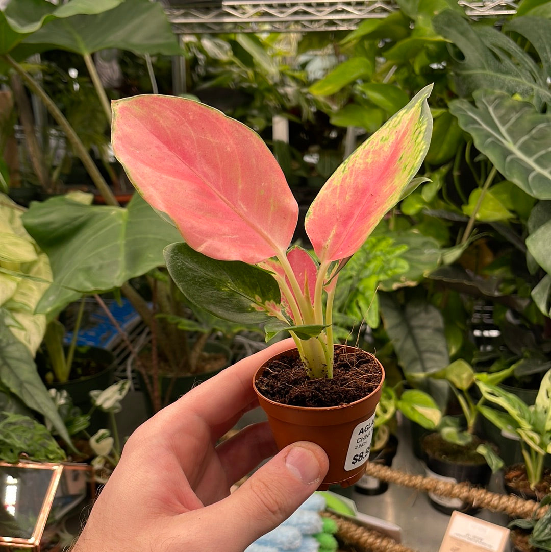 Aglaonema China Red