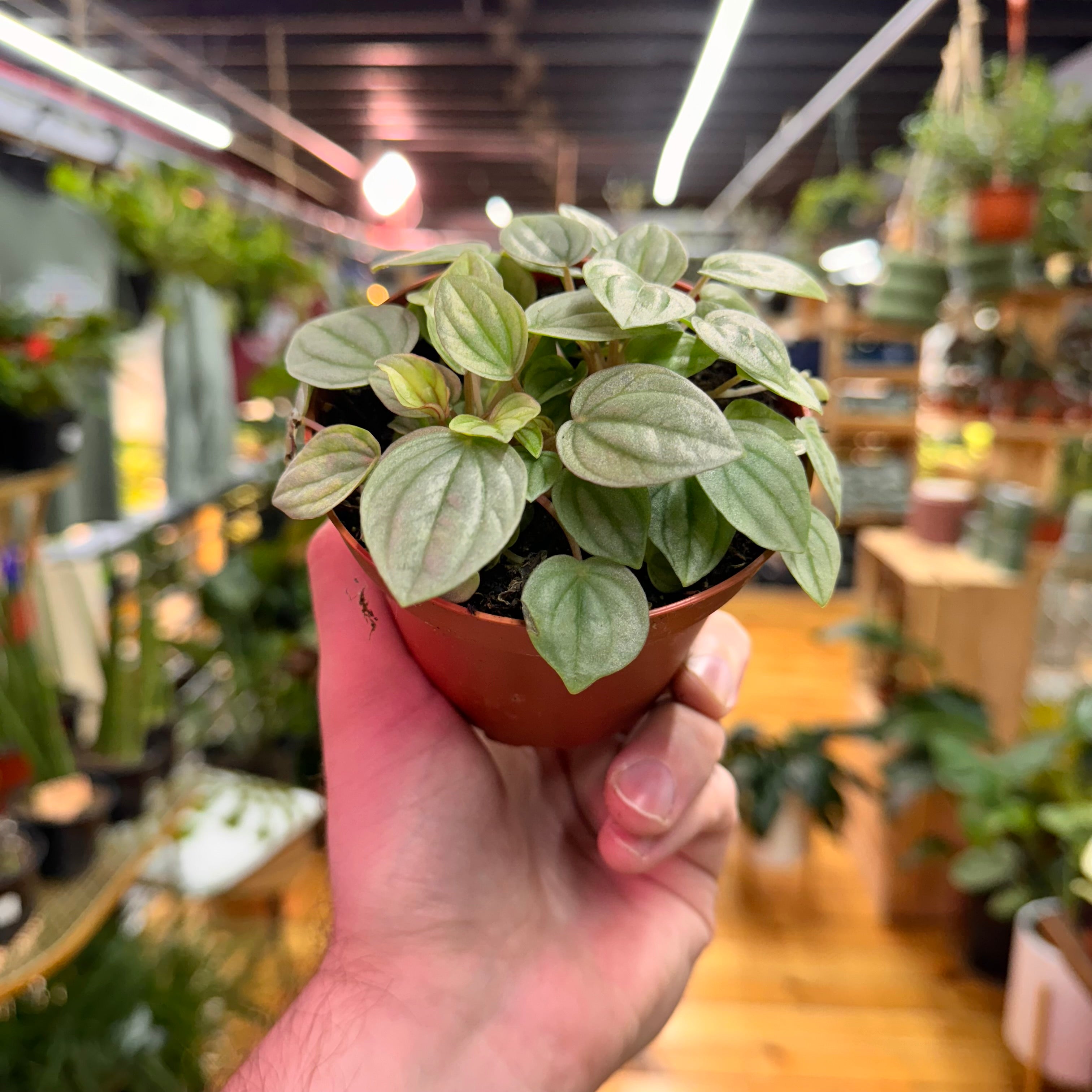 Peperomia Frost