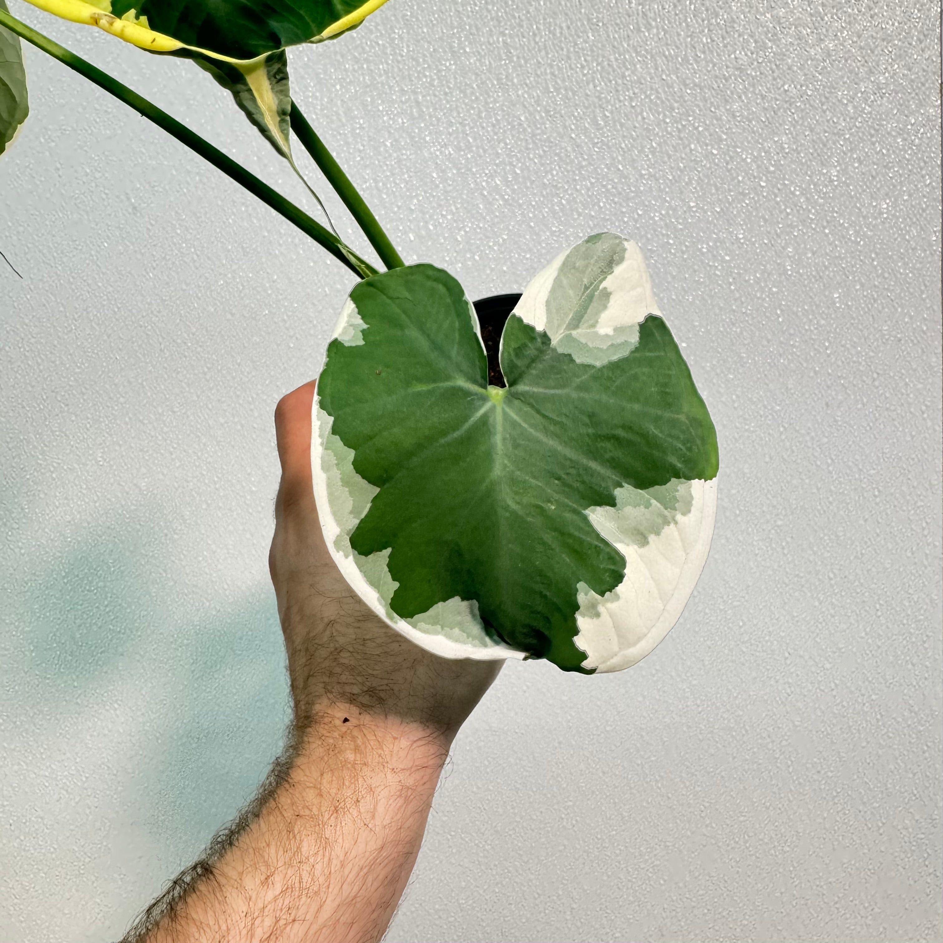 Alocasia Mickey Mouse