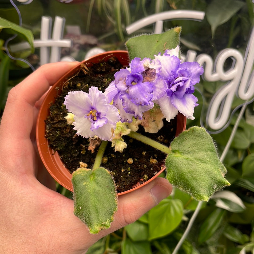 African Violet Harmony&