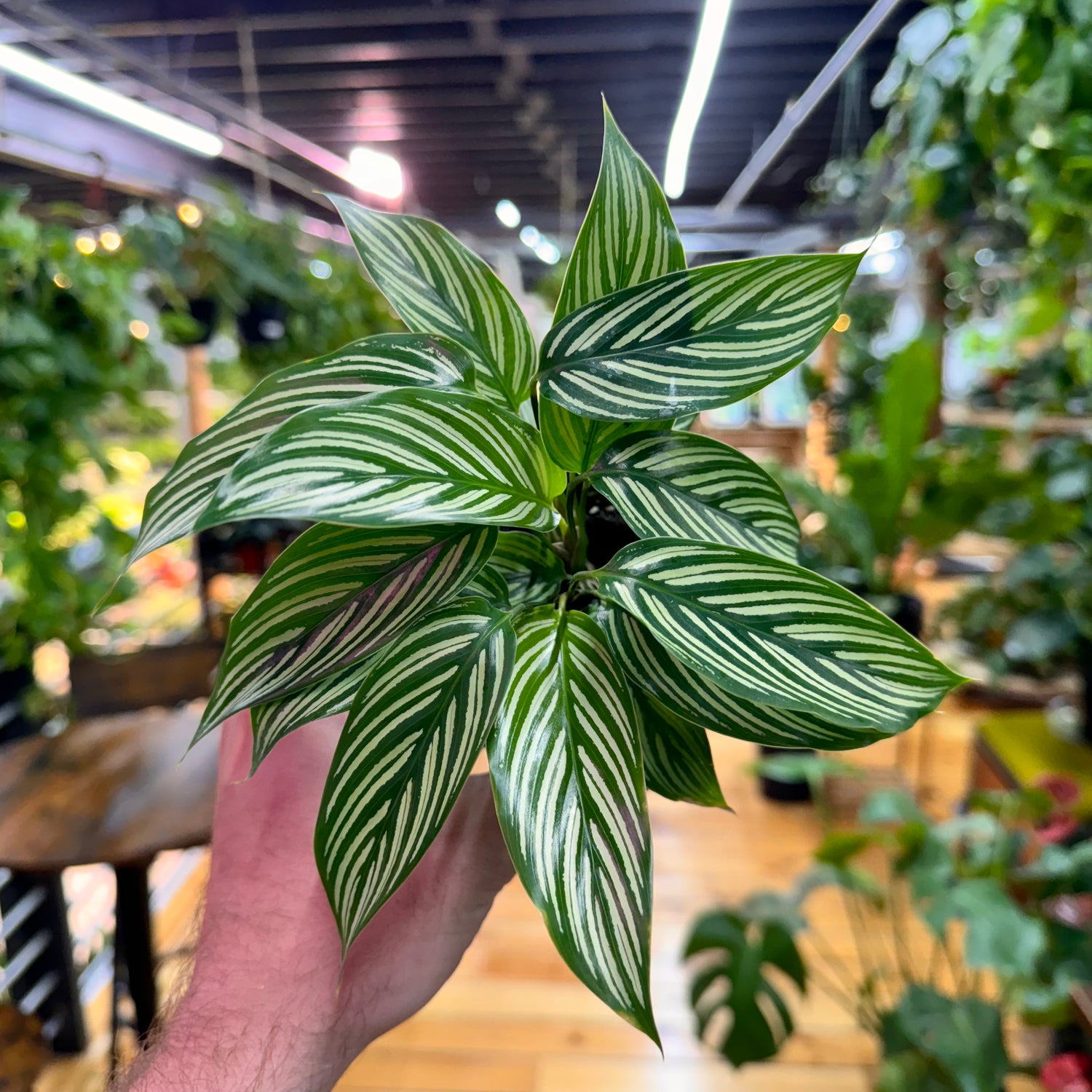 Calathea Vitatta