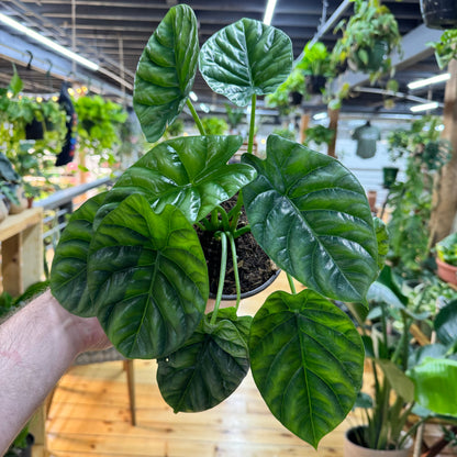 Alocasia Mirror Face