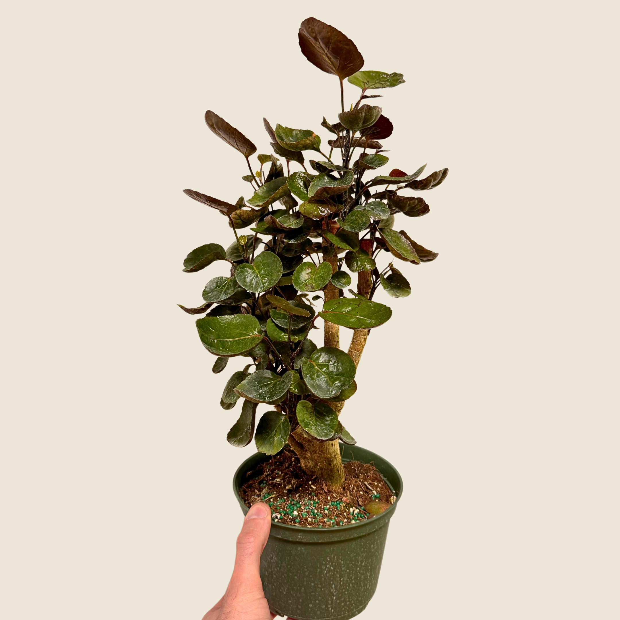 Aralia Fabian Stump