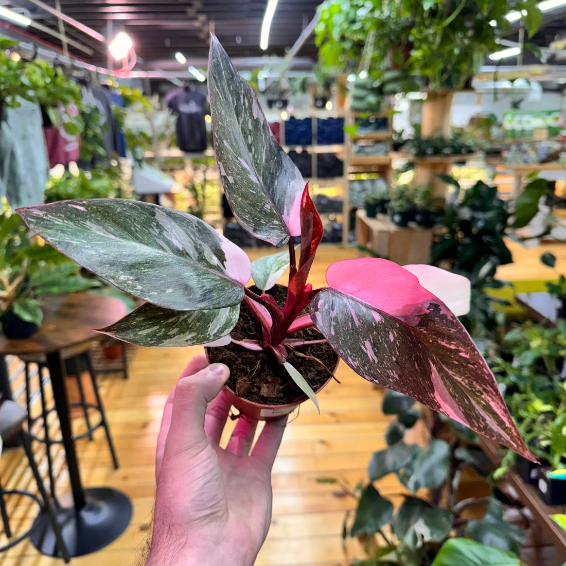 Philodendron Pink Princess Marbled