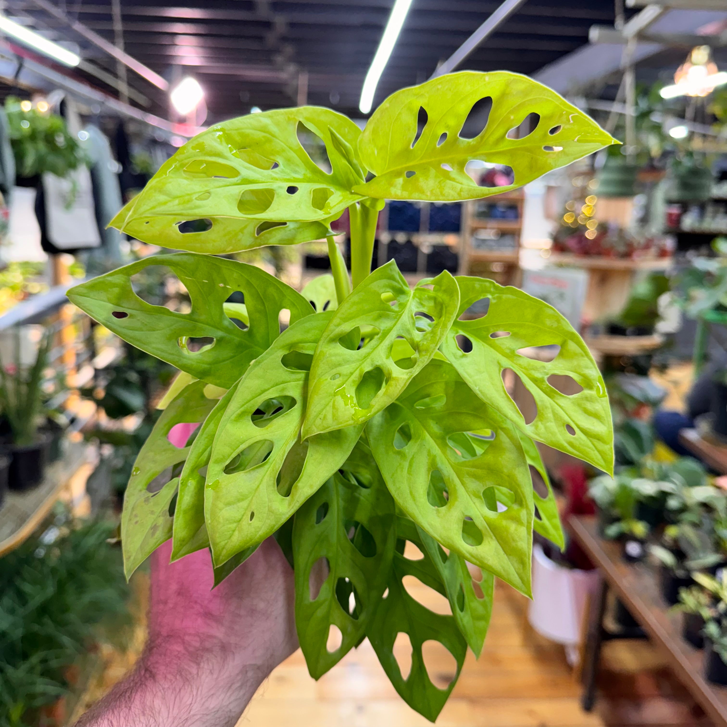 Monstera Adansonii Neon