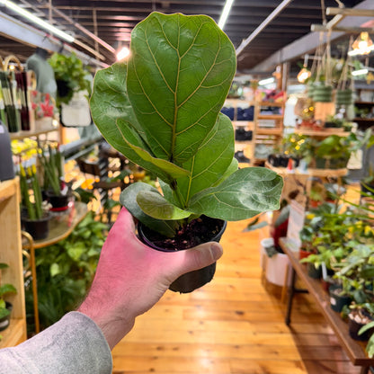 Ficus Lyrata ‘Fiddle Leaf Fig’