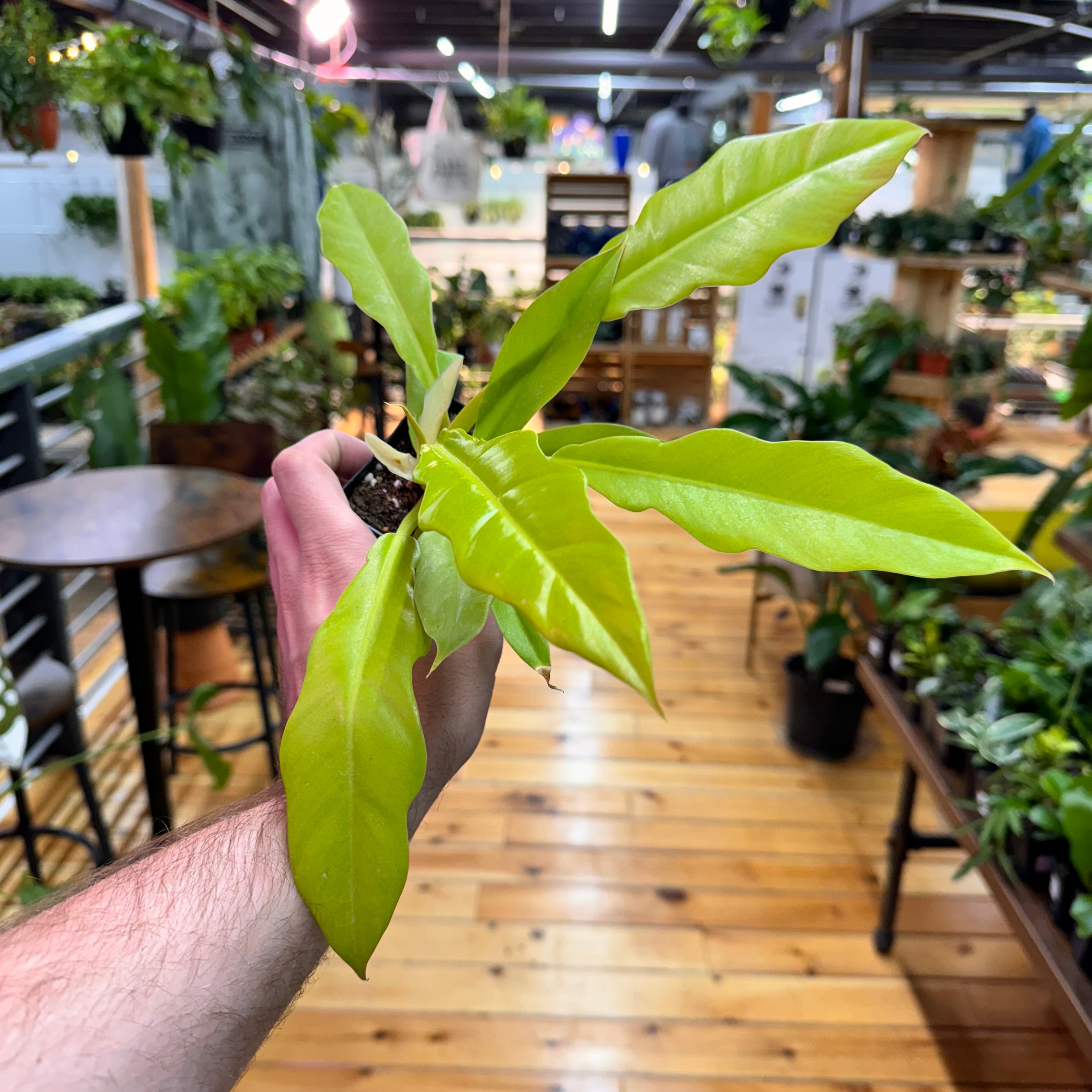 Philodendron Golden Crocodile