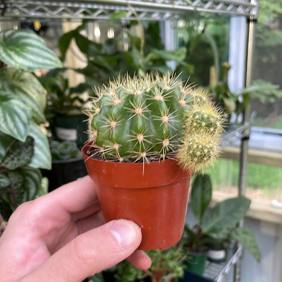 Echinocactus Grusonii