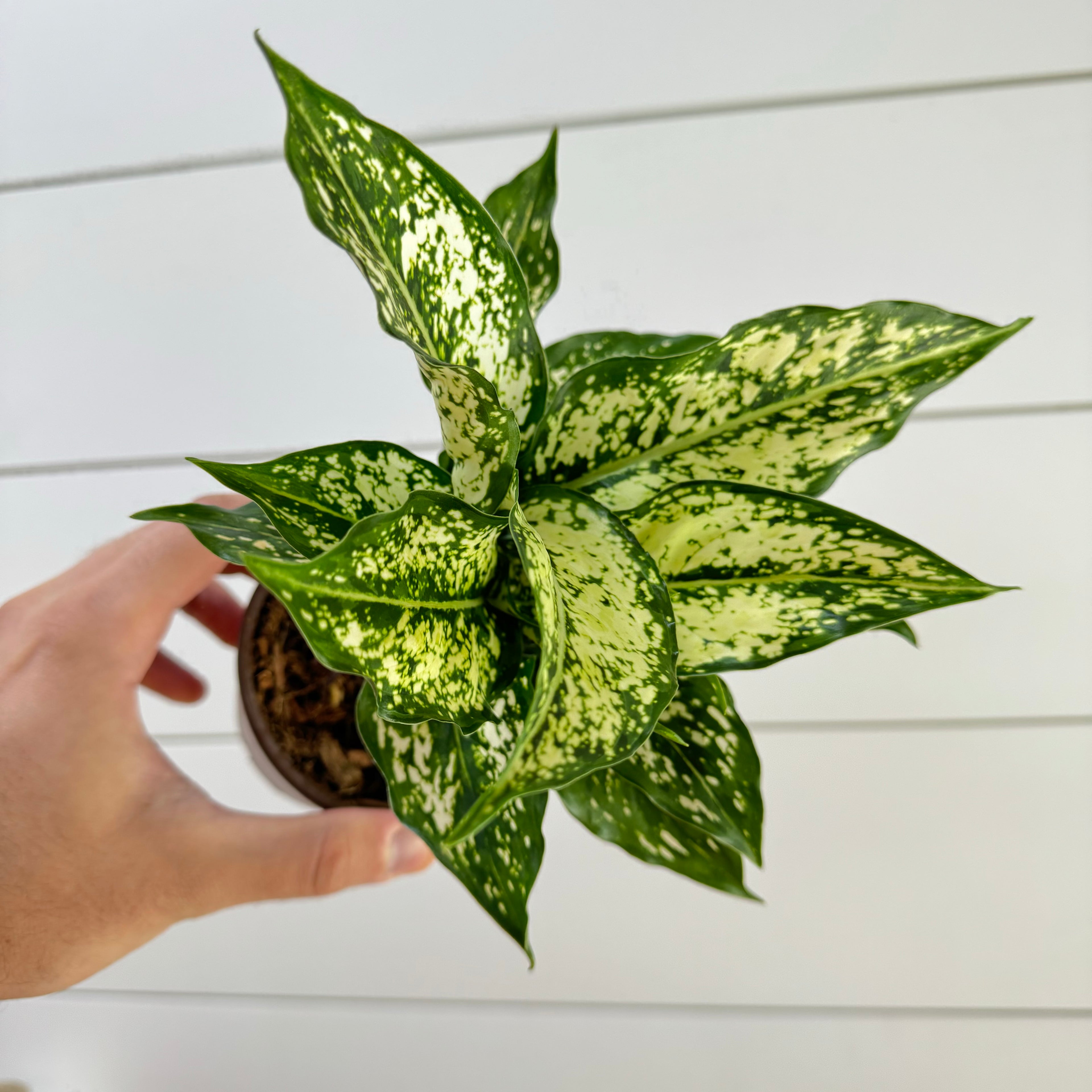 Aglaonema Snow White