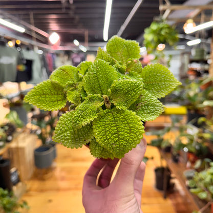 Pilea Moon Valley