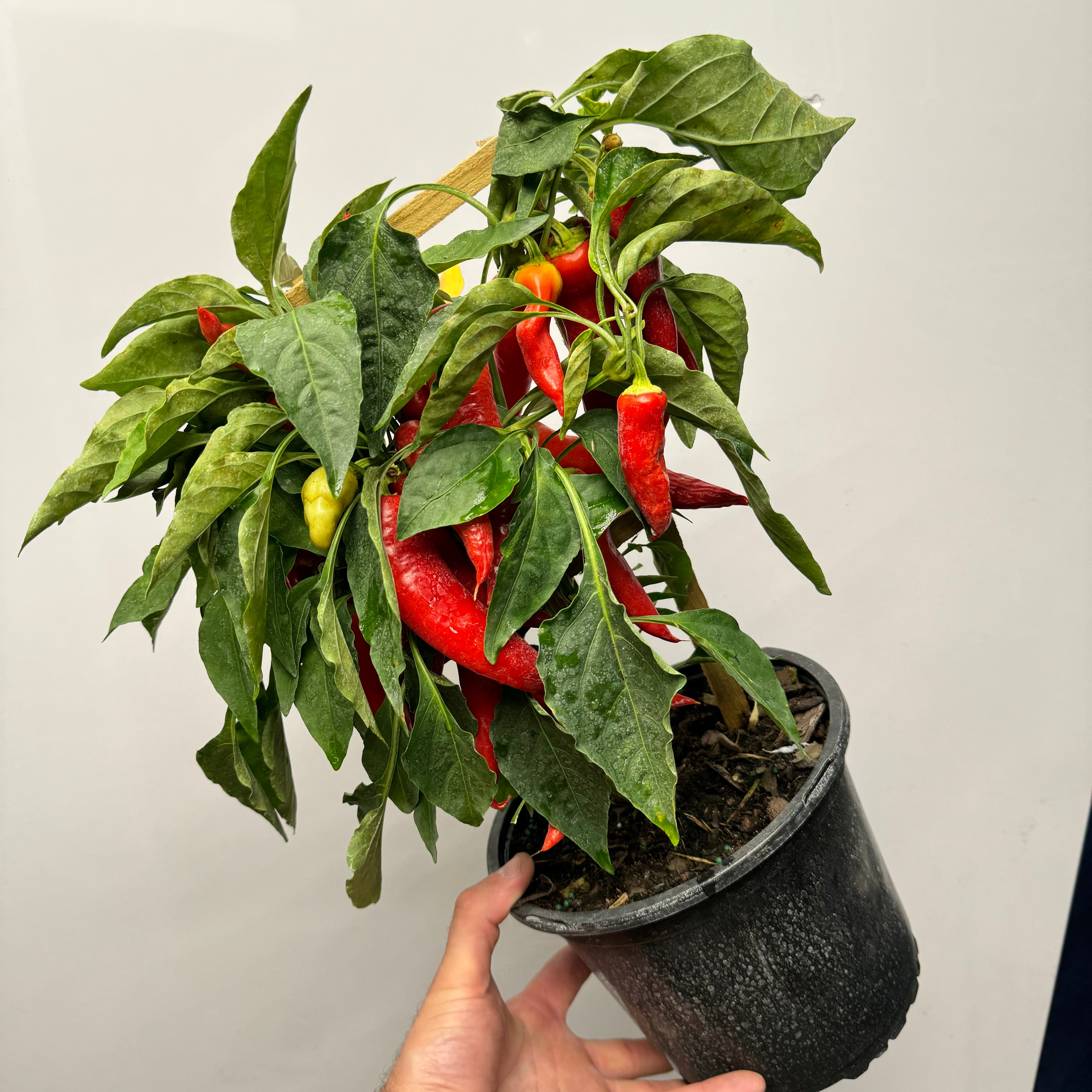 Sweet Pepper Plant