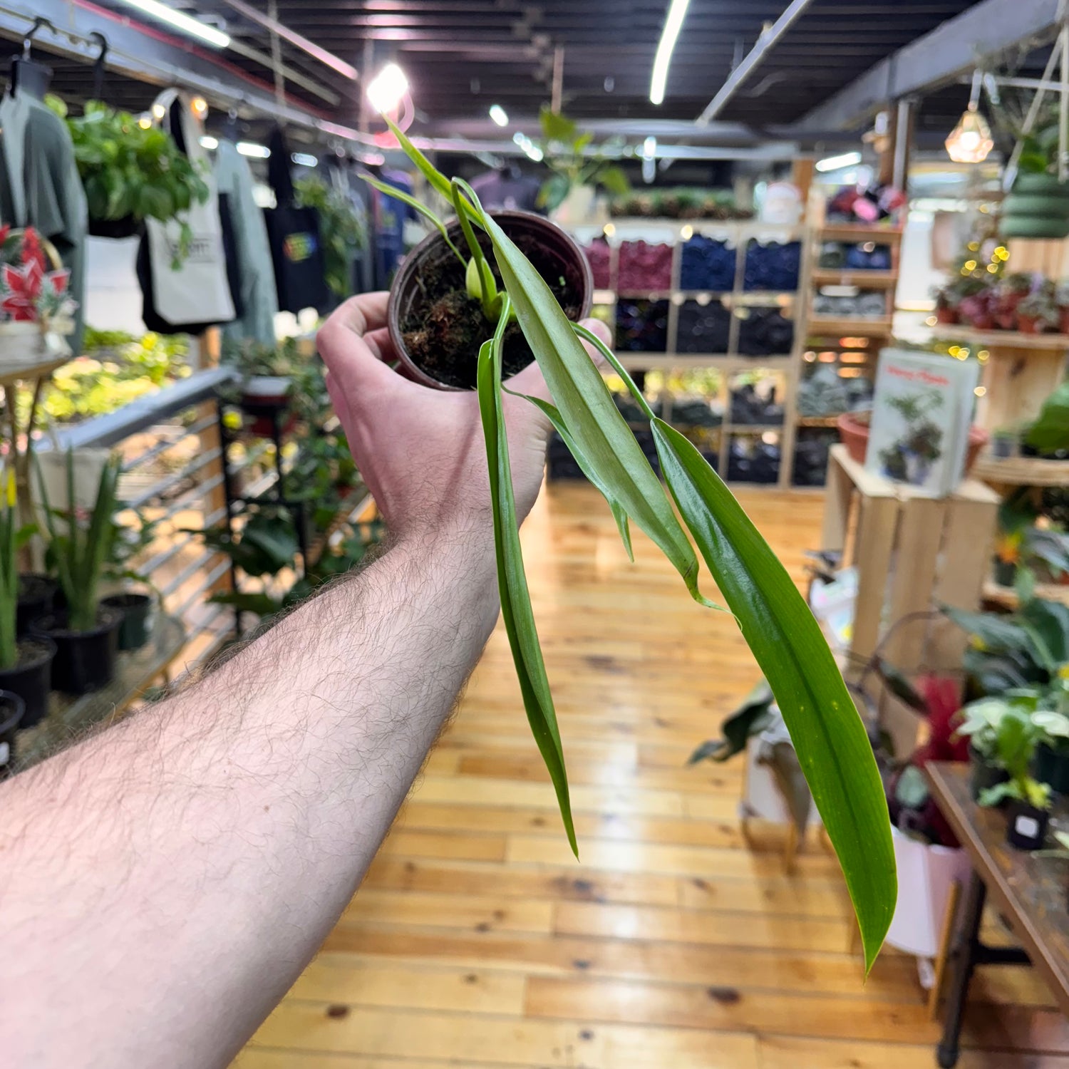 Philodendron Holtonianum