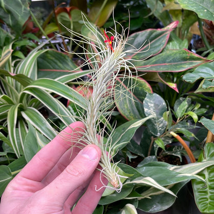 Funckiana Air Plant