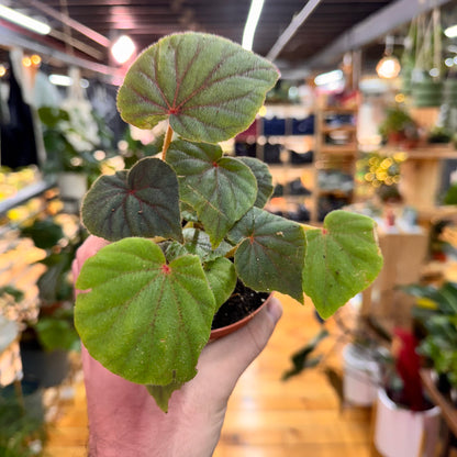 Begonia Sericoneura var. Lindleyana