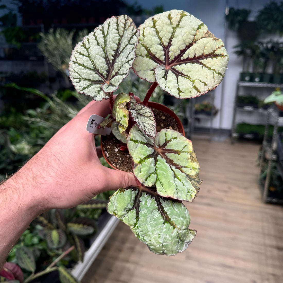 Begonia Fedor