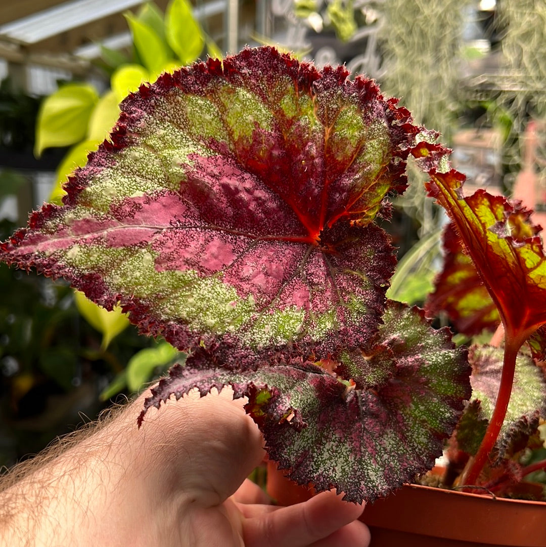 Begonia Magic Dragon